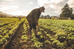 Banco Agrario Nunchía Colombia, Servicios Financieros para Agricultores